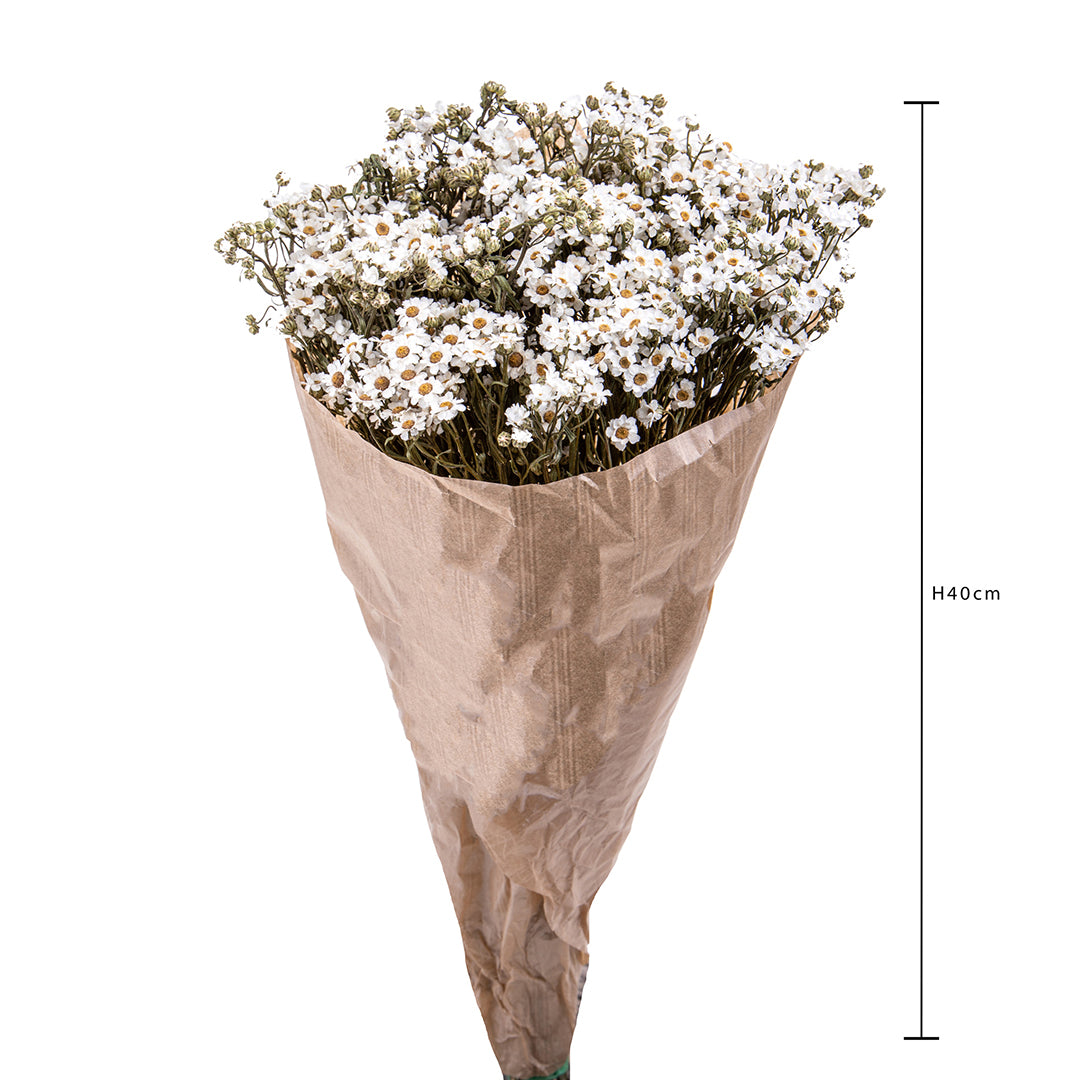 2 Pezzi • Fiore essiccato di Ixodia • 35 cm