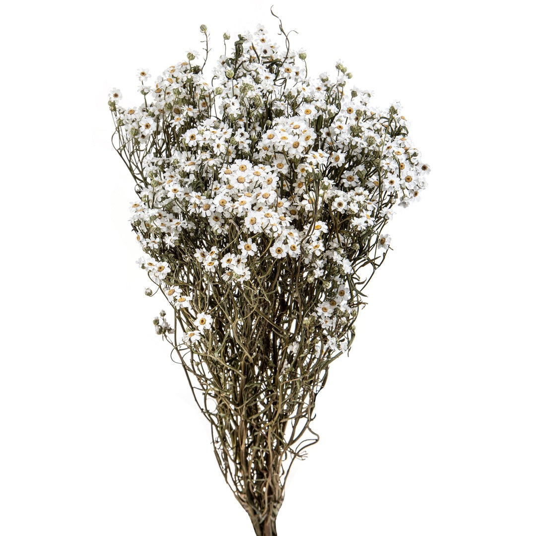 2 Pezzi • Fiore essiccato di Ixodia • 35 cm