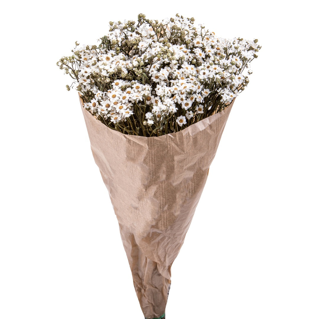 2 Pezzi • Fiore essiccato di Ixodia • 35 cm