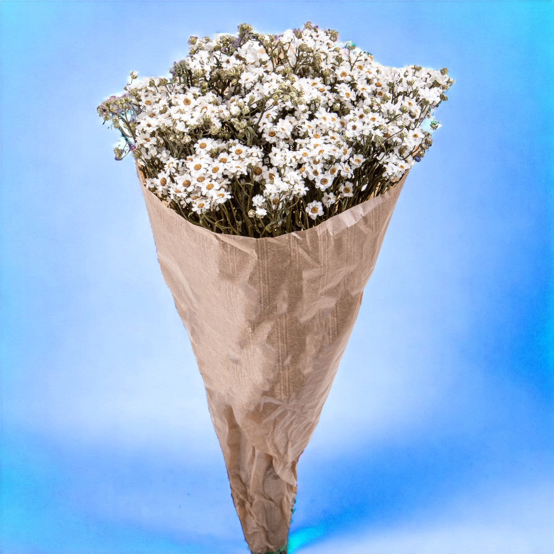 2 Pezzi • Fiore essiccato di Ixodia • 35 cm