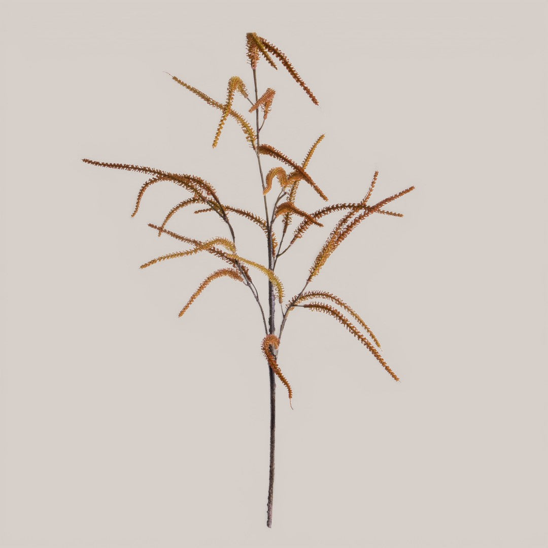 Nocciolo In Fiore • 89 cm