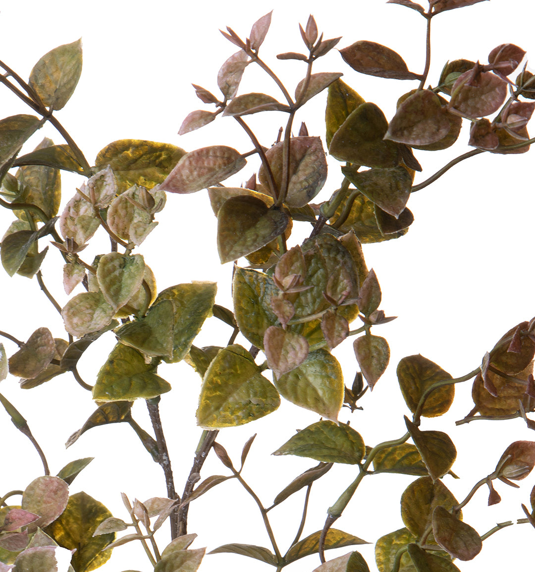 2 Pezzi • Ruscus orientale artificiale • 68 cm