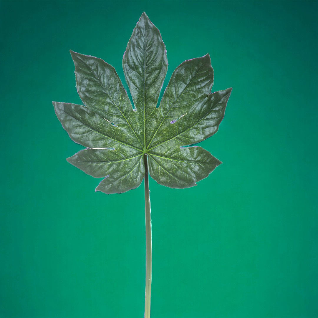 2 Pezzi • Foglia di aralia artificiale • 75 cm