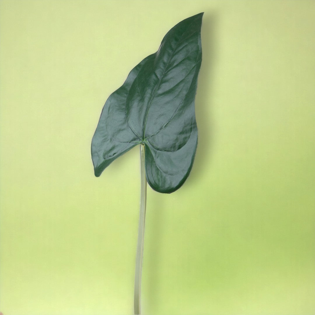 4 Pezzi • Foglia anthurium artificiale • 55 cm