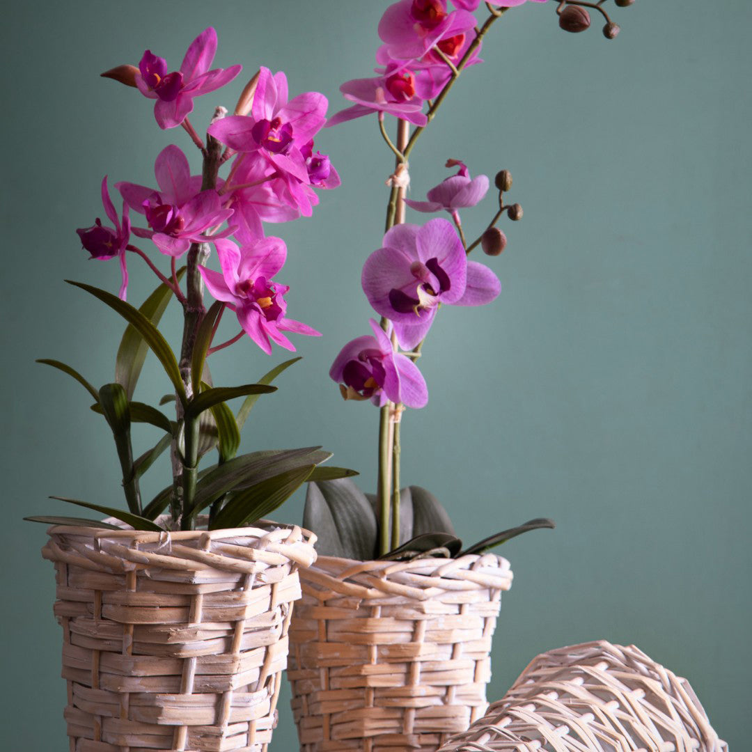 6 Pezzi • Cachepot per orchidea • 17 cm