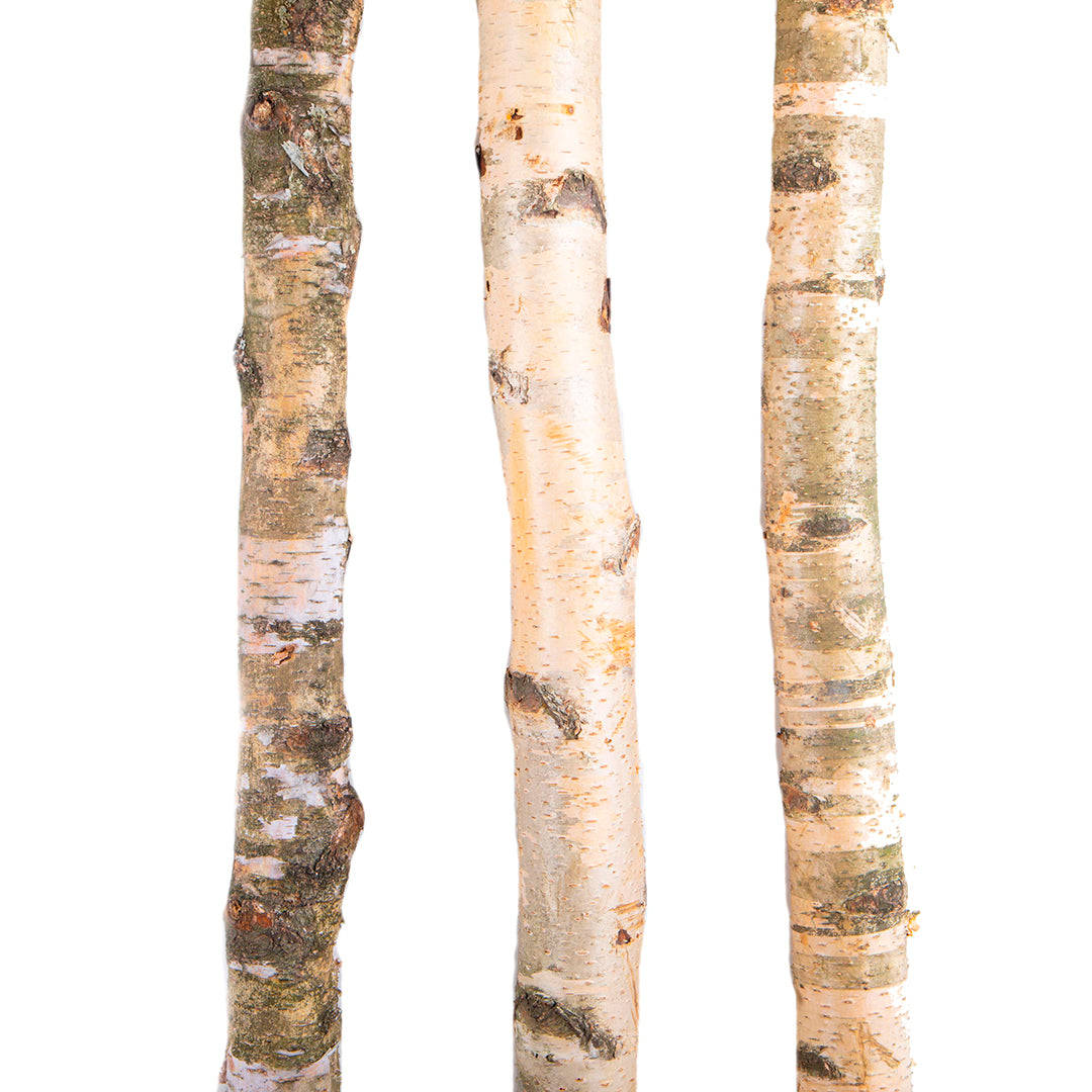 Tronco di betulla • 240 cm