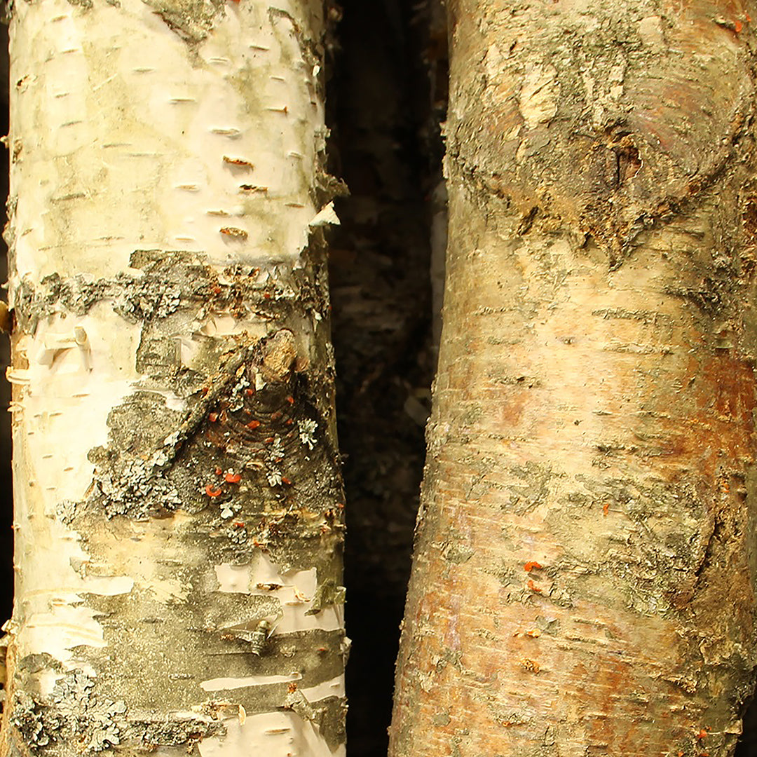 Tronco di betulla • 240 cm