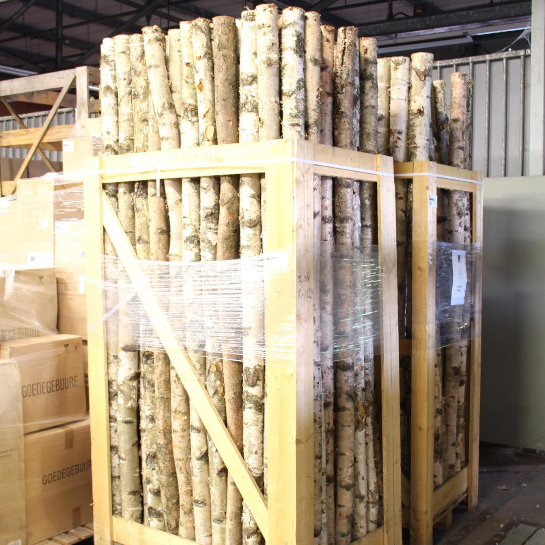 Tronco di betulla • 240 cm