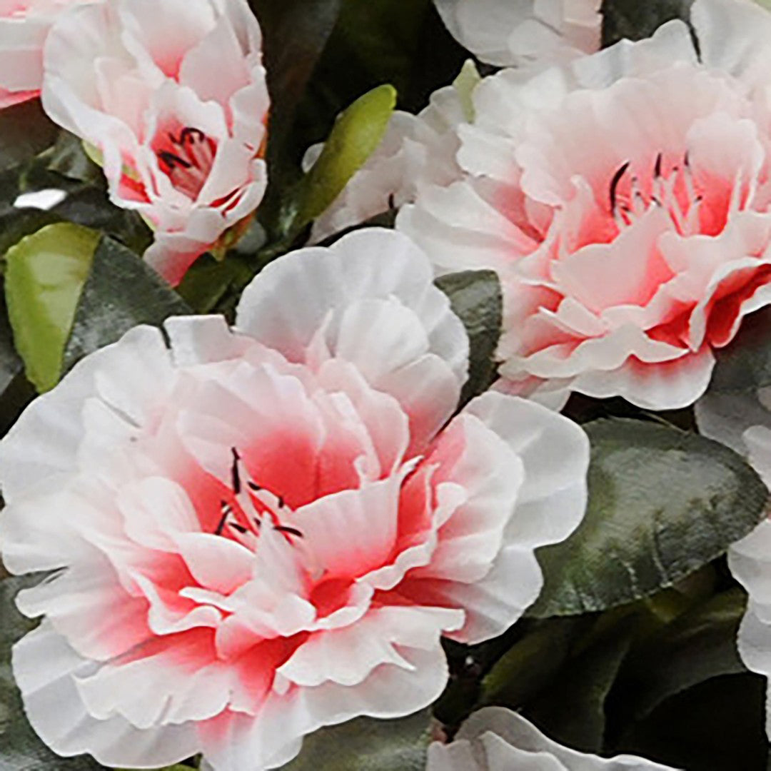 Azalea per 7 • 38 cm