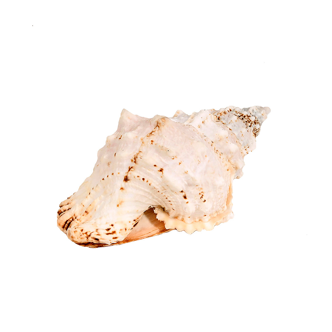 Concchiglia bursa bubo • 23 cm