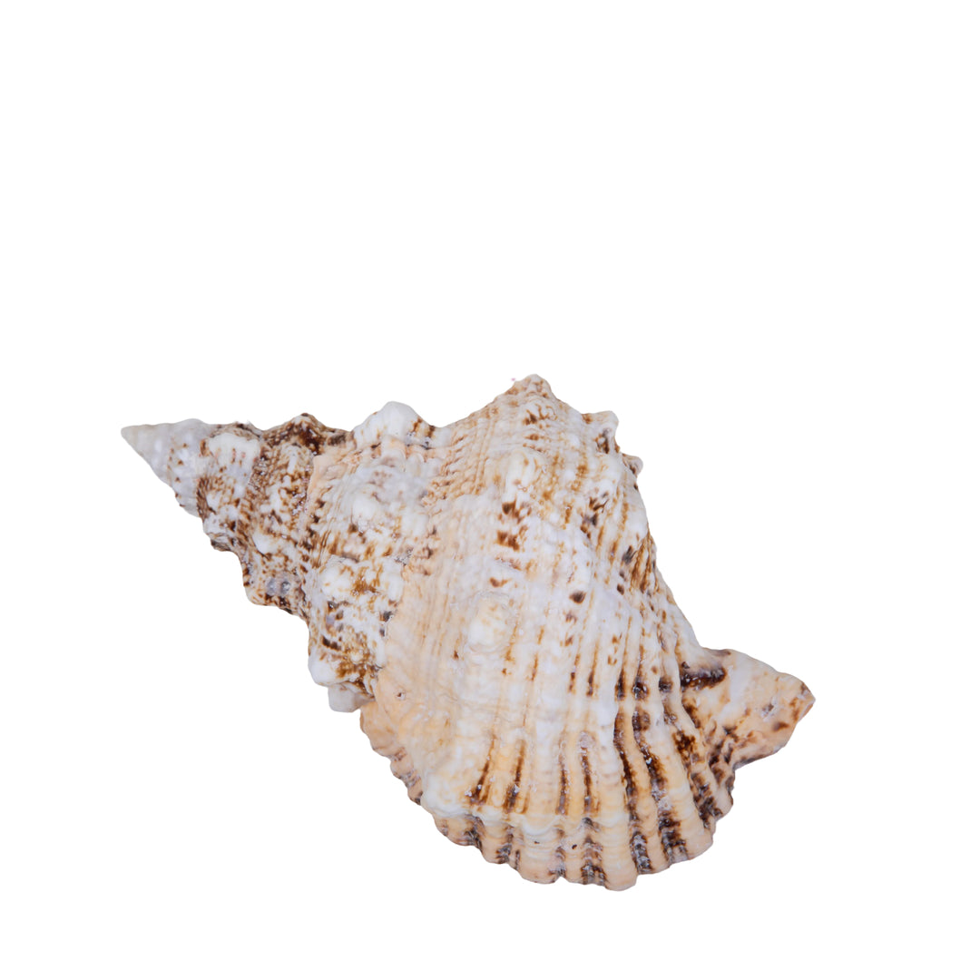 Concchiglia bursa bubo • 23 cm