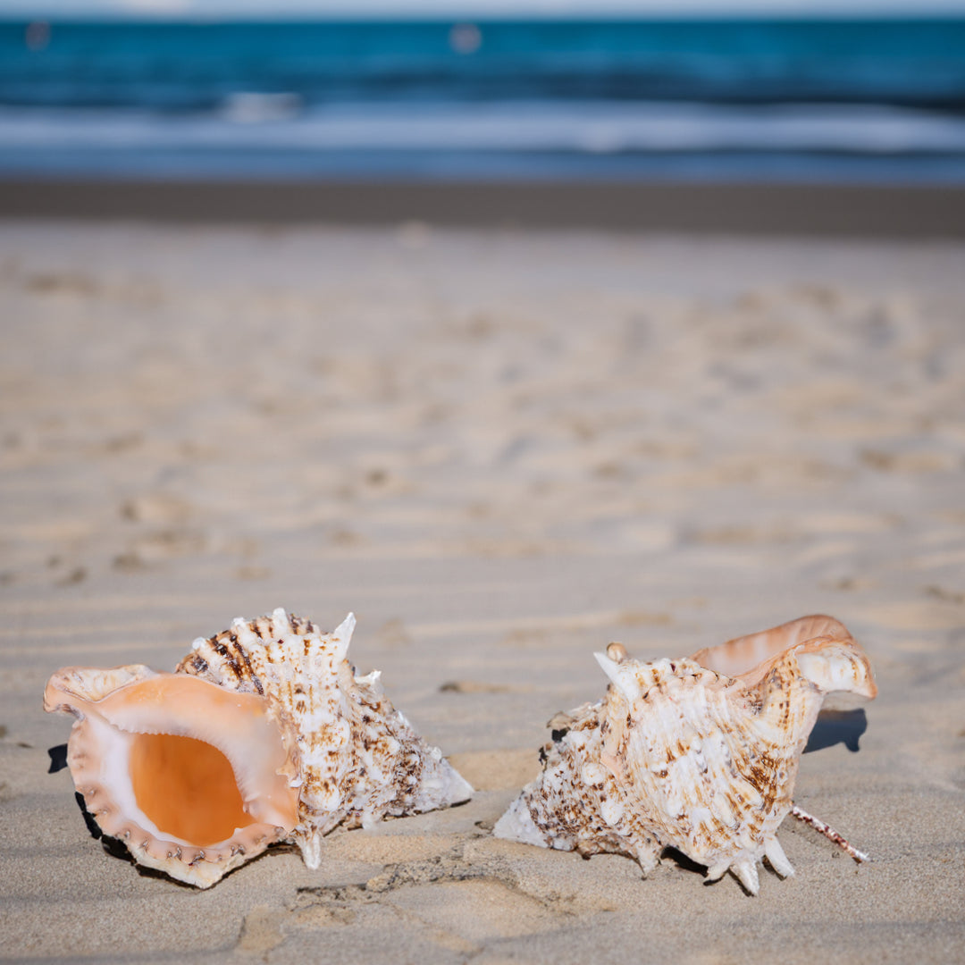 Concchiglia bursa bubo • 23 cm