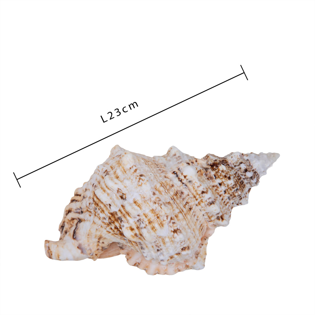 Concchiglia bursa bubo • 23 cm
