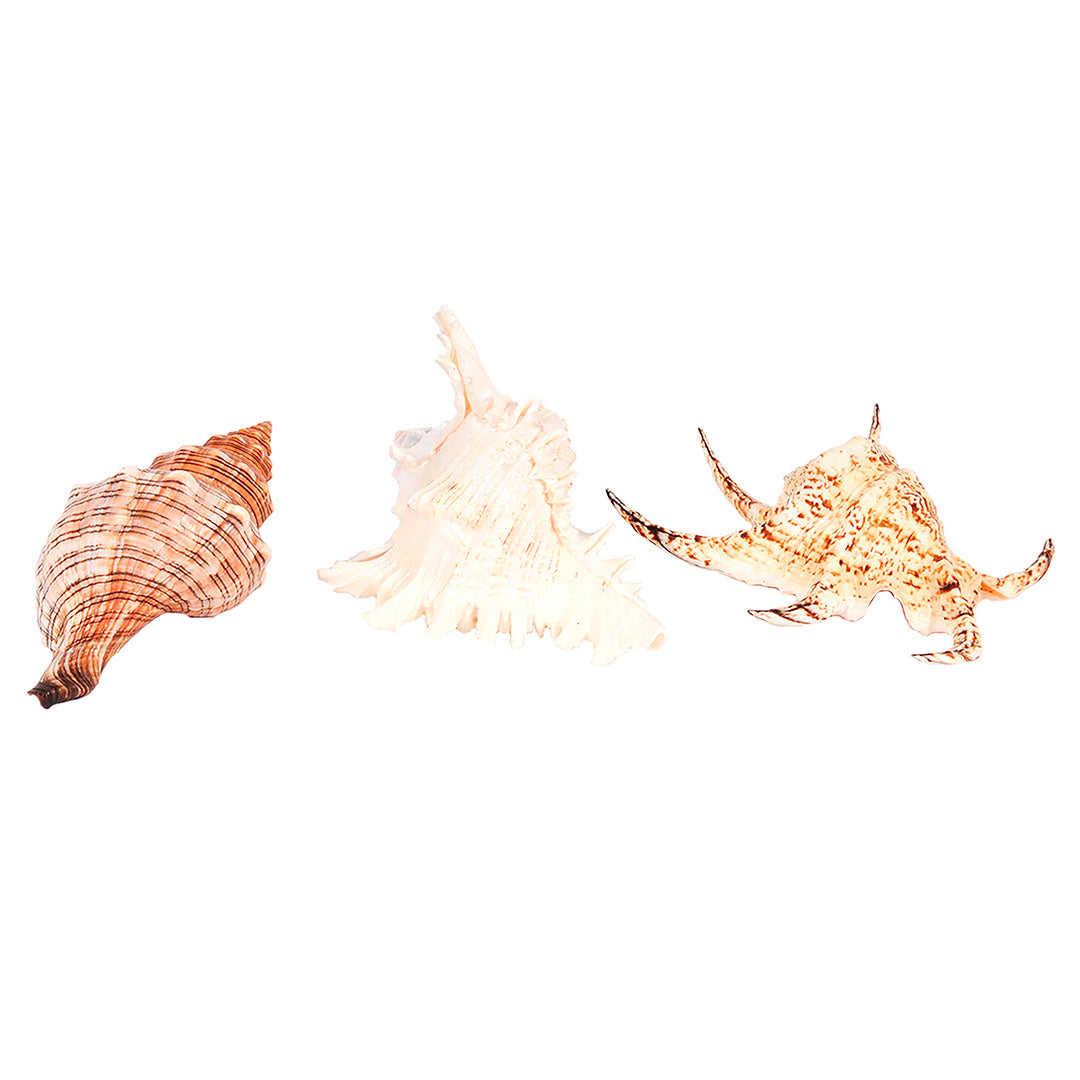 Conchiglie 3 pezzi • 17 cm