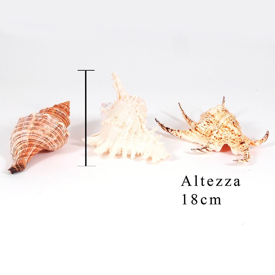 Conchiglie 3 pezzi • 17 cm