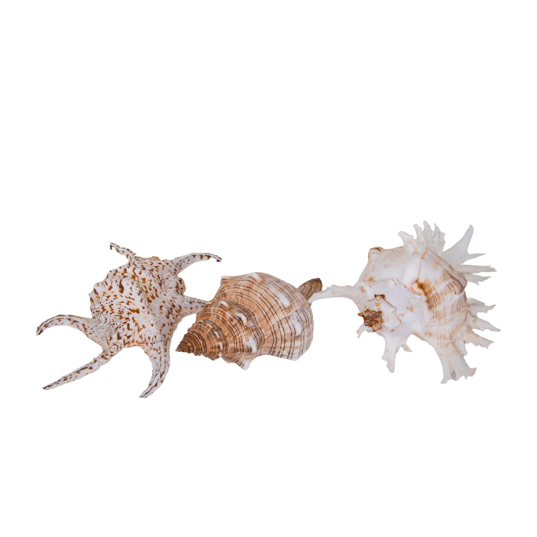 Conchiglie 3 pezzi • 17 cm