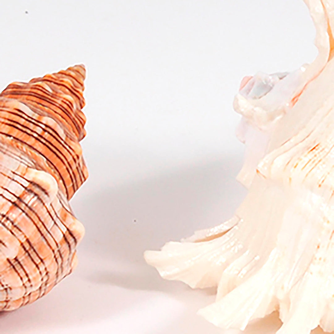 Conchiglie 3 pezzi • 17 cm