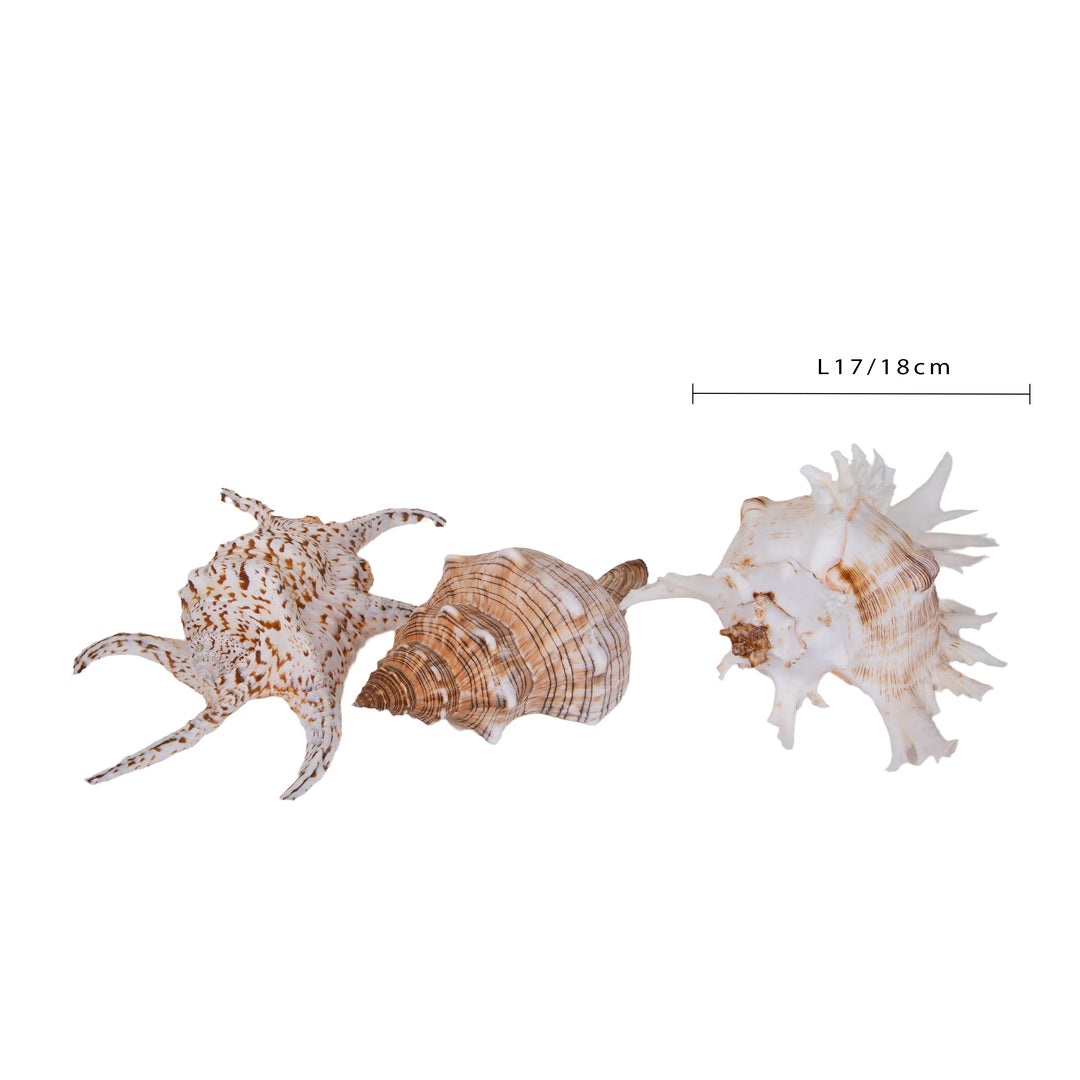 Conchiglie 3 pezzi • 17 cm