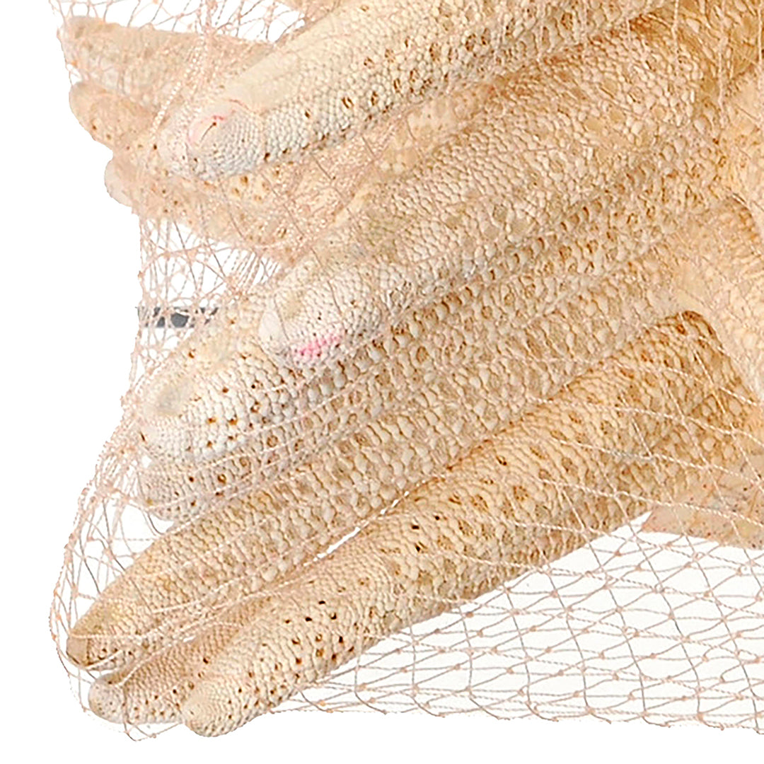 Stelle marine sbiancata 10 pezzi • 20 cm