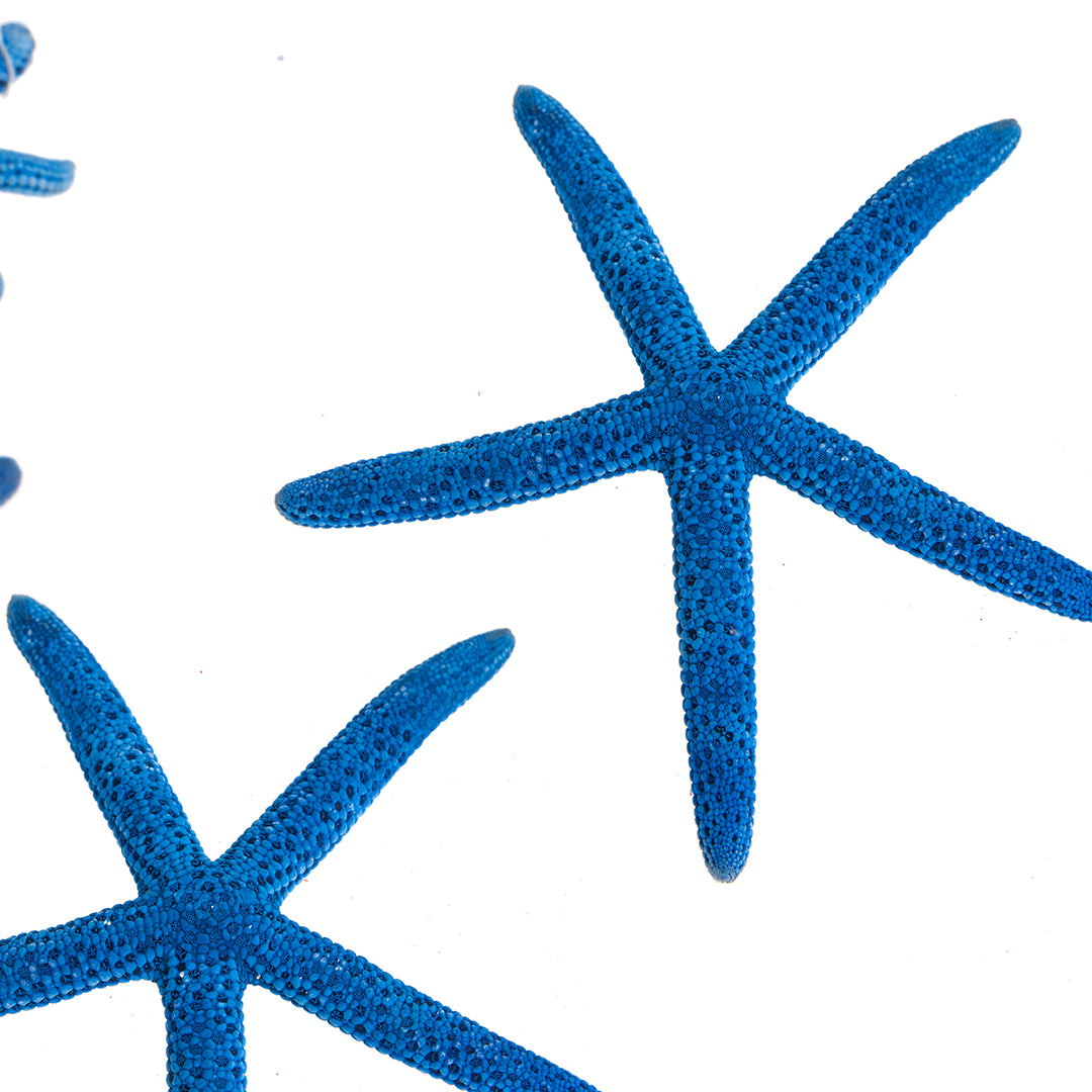Stelle marine 2 buste da 15 pezzi • 10 cm