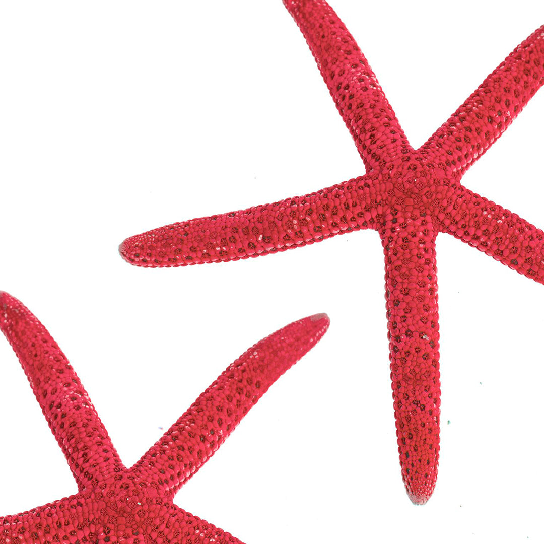 Stelle marine 2 buste da 15 pezzi • 10 cm