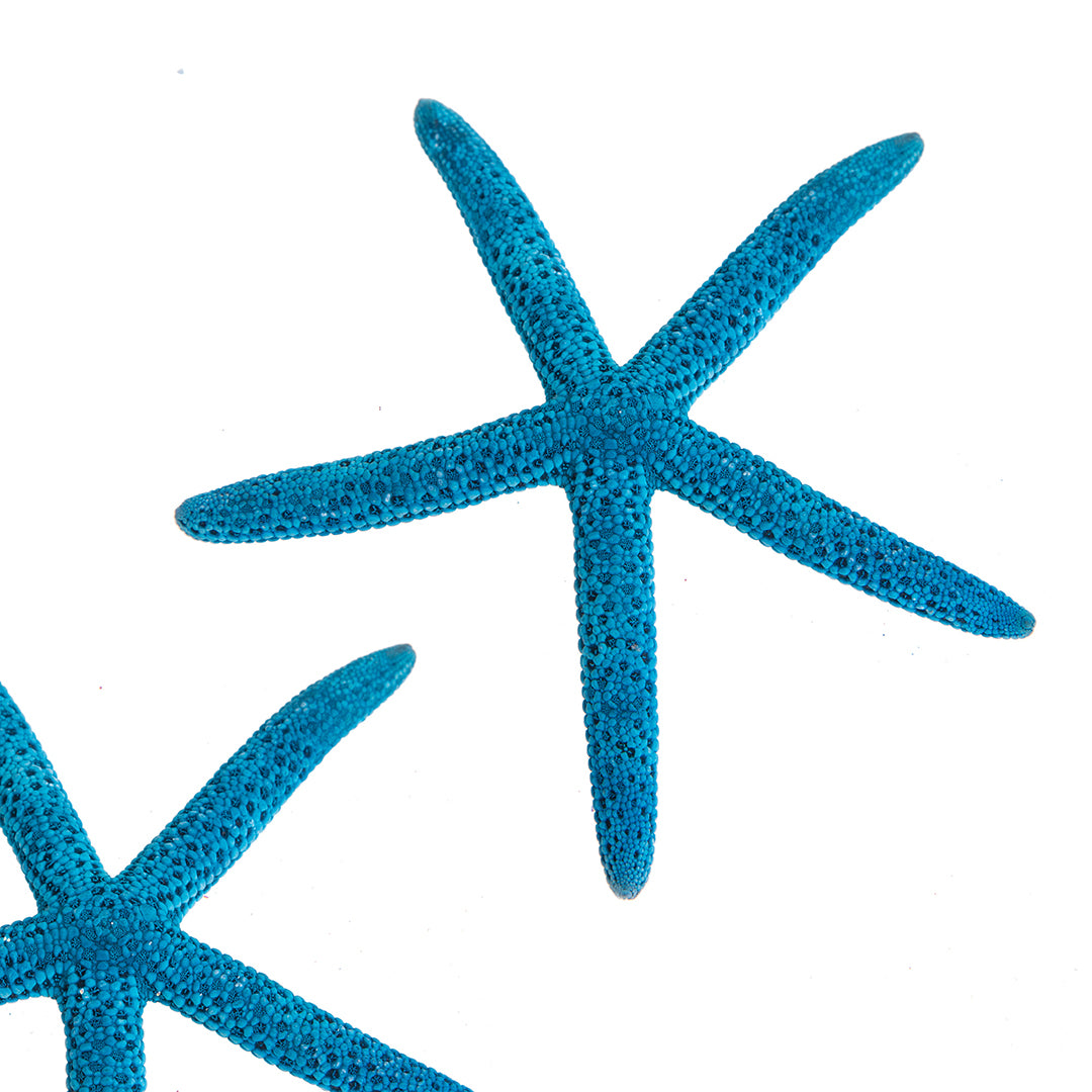 Stelle linckia laeigata 2 buste da 15 pezzi • 7,5 cm