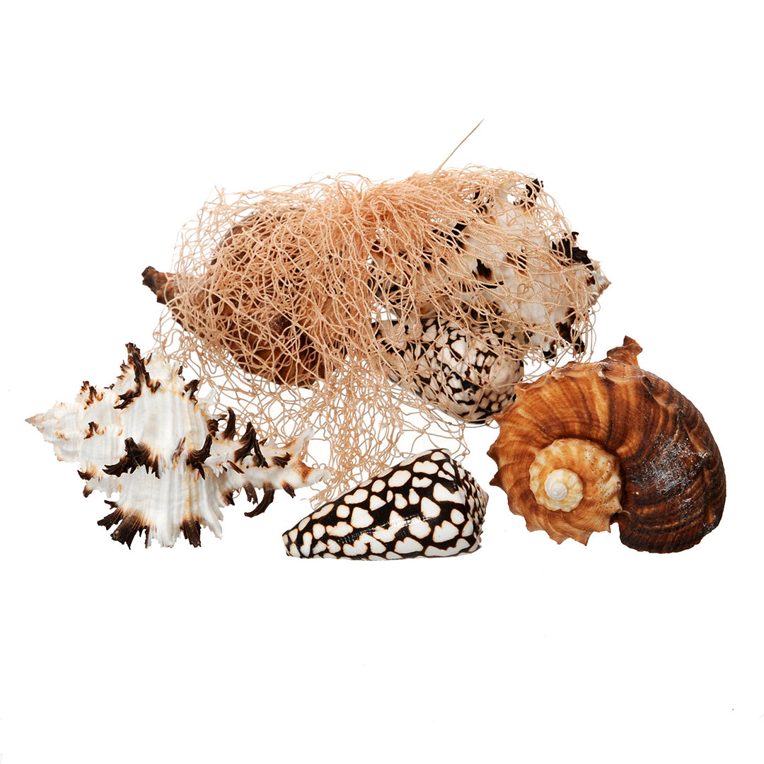 2 Pezzi • Conchiglie 2 buste da 6 pezzi assortiti in rete Naturale in rete •