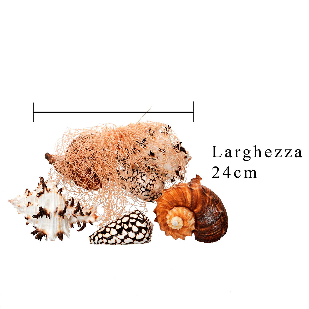 2 Pezzi • Conchiglie 2 buste da 6 pezzi assortiti in rete Naturale in rete •