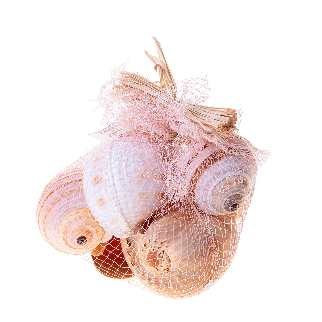 Conchiglie 2 buste da 6 pezzi tonna e diadema • 20 cm