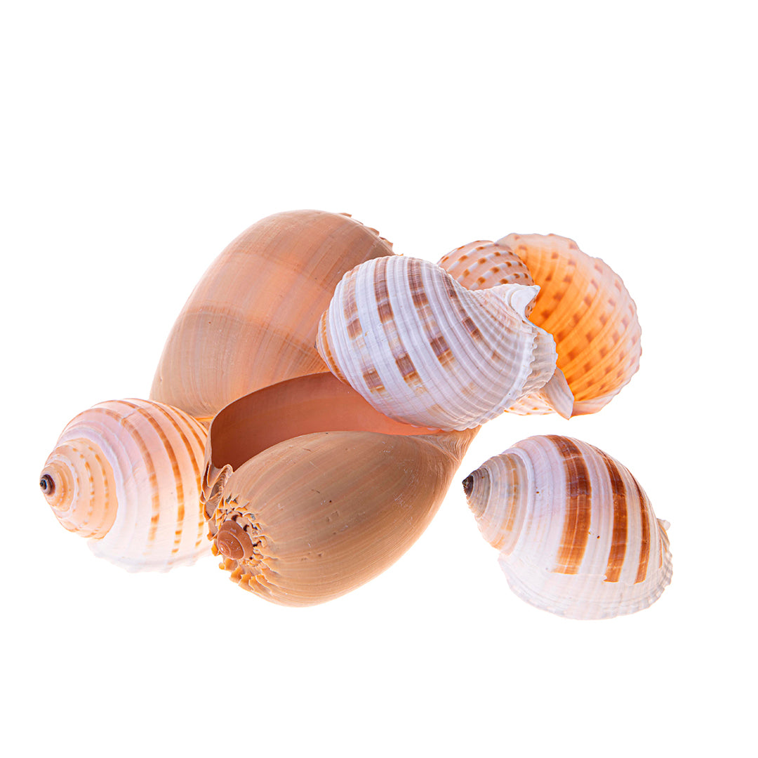 Conchiglie 2 buste da 6 pezzi tonna e diadema • 20 cm