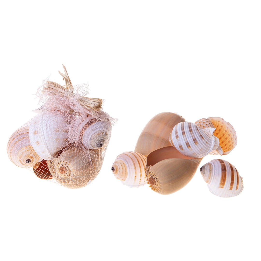 Conchiglie 2 buste da 6 pezzi tonna e diadema • 20 cm