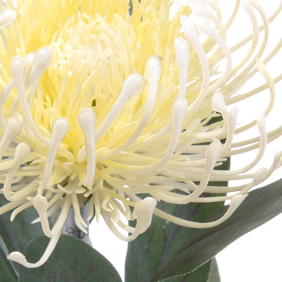 8 Pezzi • Fiore di protea artificiale 14 foglie • 67 cm
