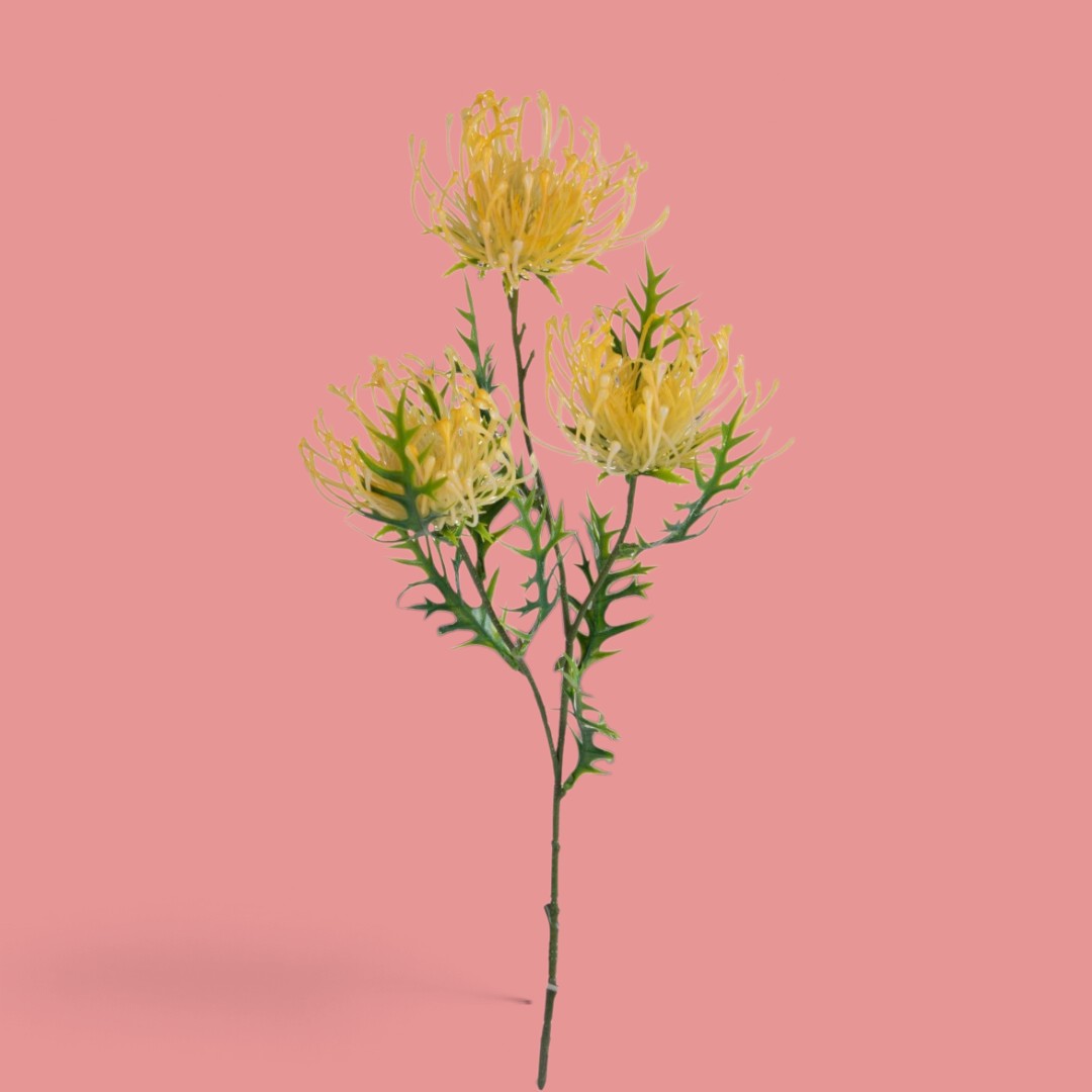 12 Pezzi • Protea per 3 fiori • 61 cm