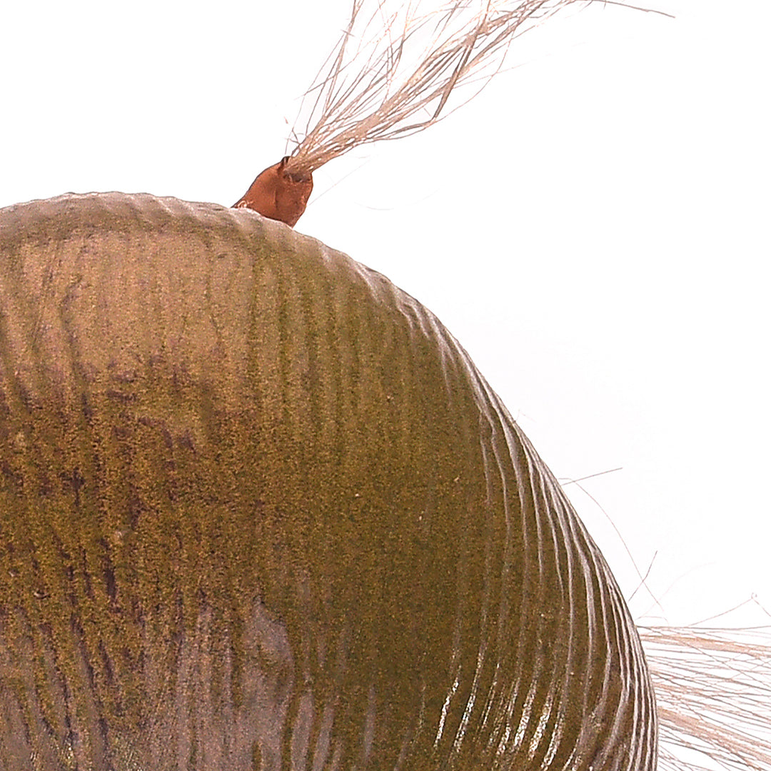 Noce di Cocco • 40 cm