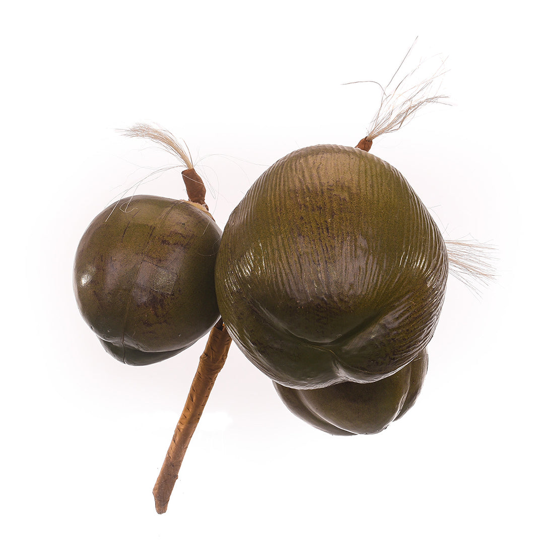 Noce di Cocco • 40 cm