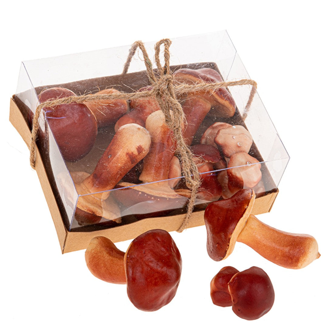 2 Pezzi • Porcini Ass 12 Pz • 5 cm