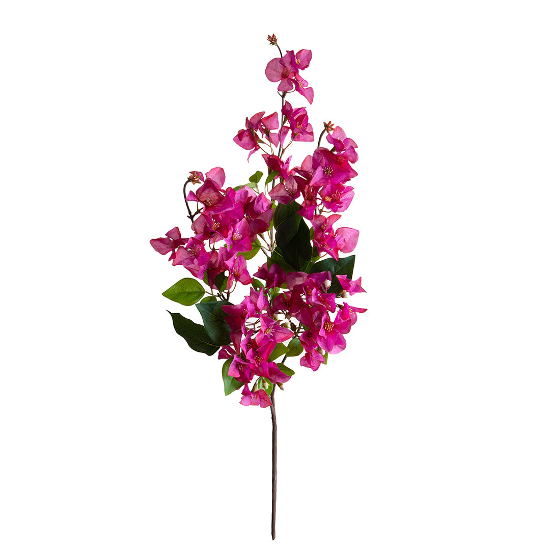 Bouganville Tralcio • 100 cm