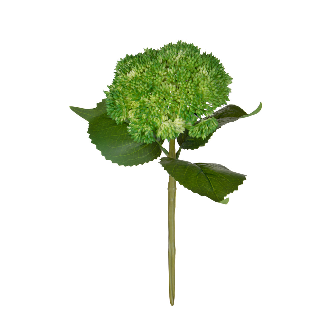 Sedum • 30 cm