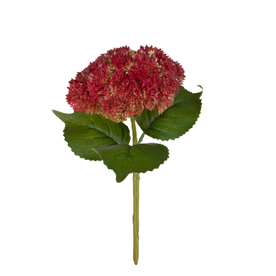 Sedum • 30 cm