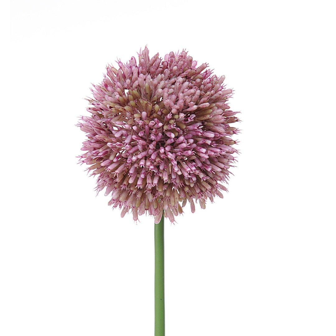 2 Pezzi • Fiore di allium artificiale • 66 cm