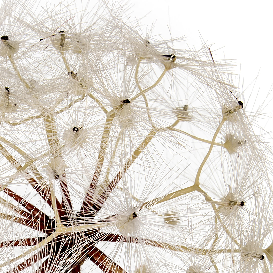 Tarassaco/Dandelion • 92 cm