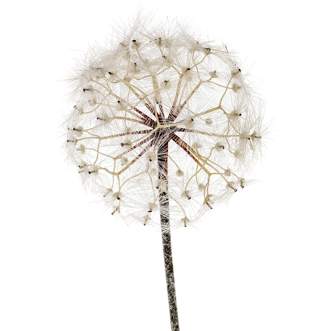 Tarassaco/Dandelion • 92 cm