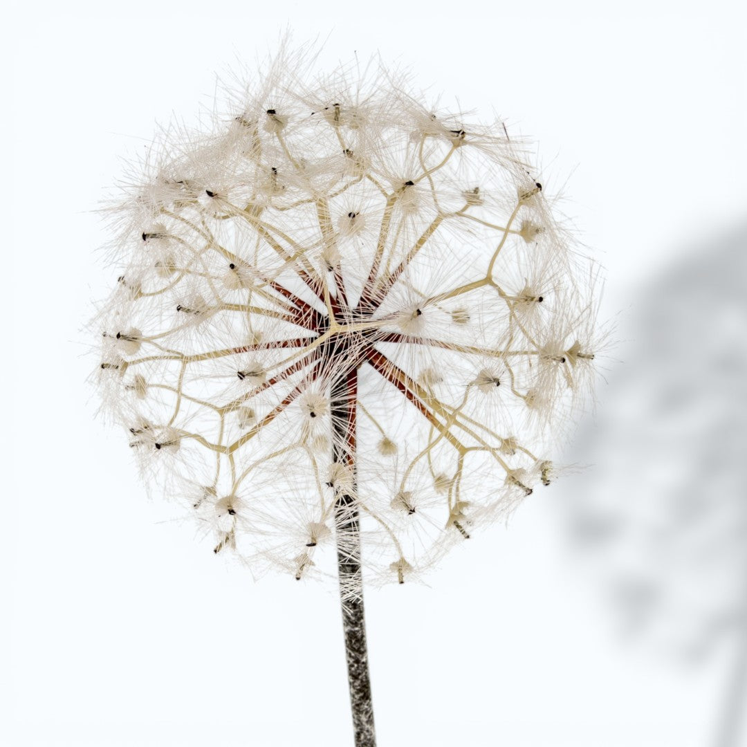 Tarassaco/Dandelion • 92 cm
