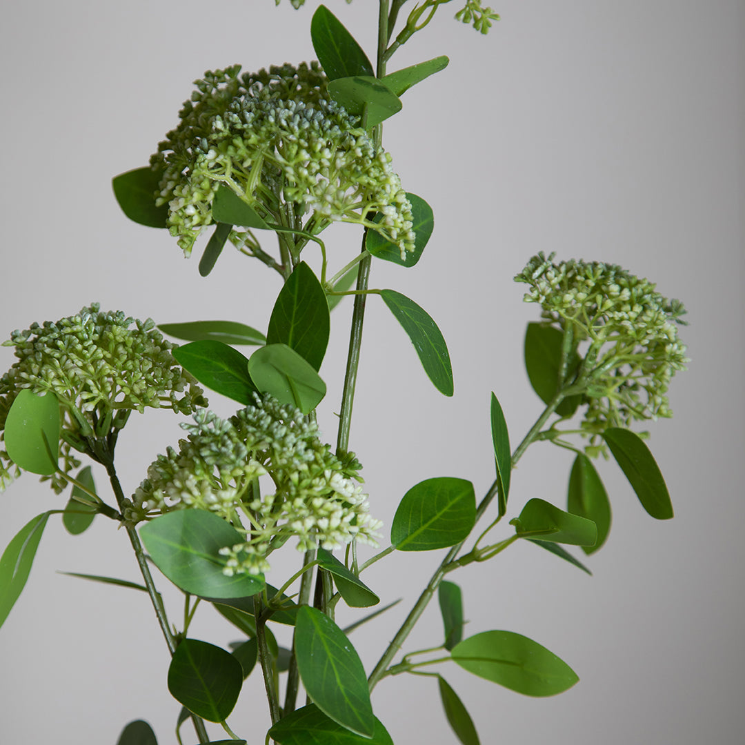 Skimmia per 3 Fiori 17 foglie • 80 cm