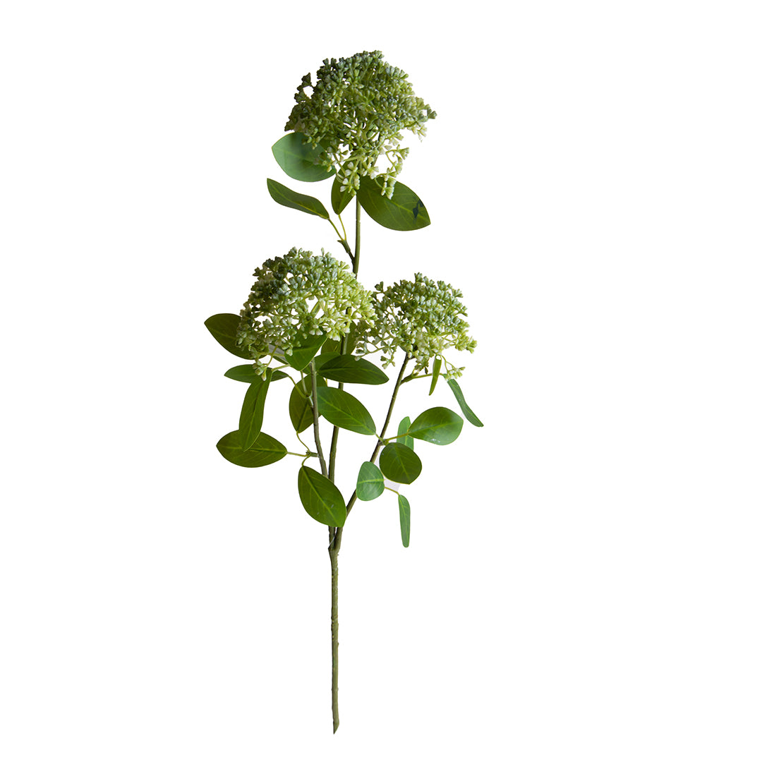 Skimmia per 3 Fiori 17 foglie • 80 cm