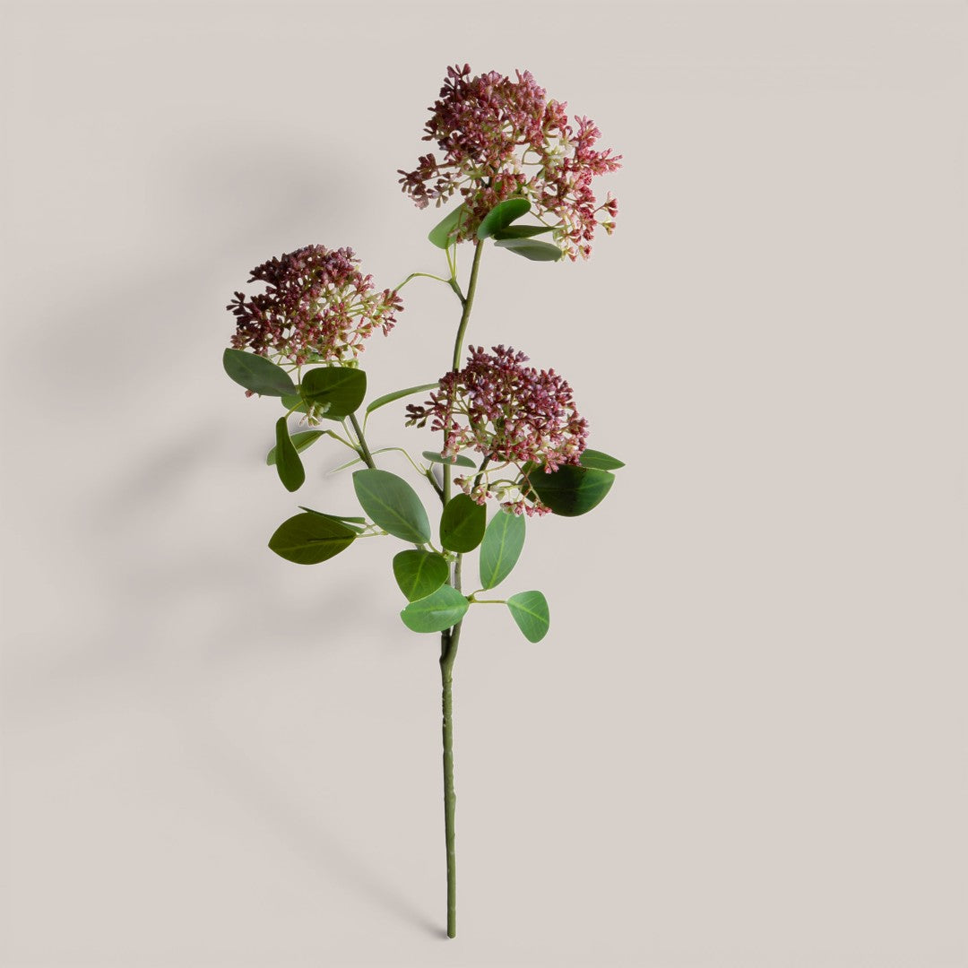 Skimmia per 3 Fiori 17 foglie • 80 cm