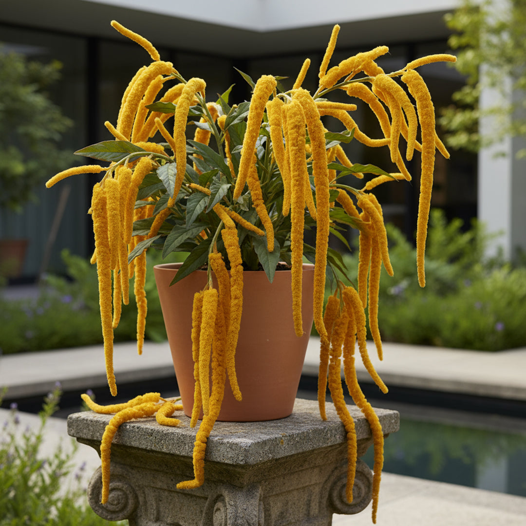 Amaranthus Caudato • 110 cm