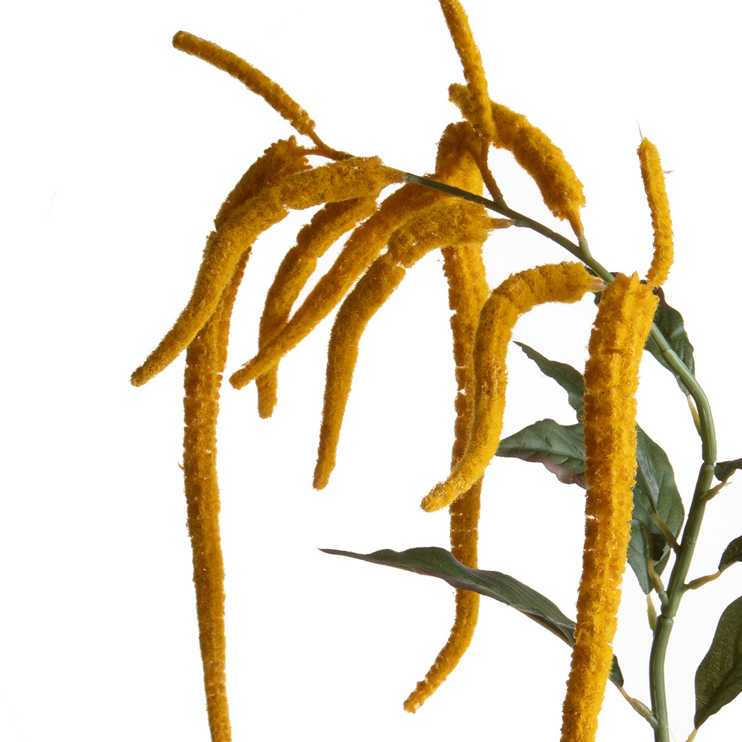 Amaranthus Caudato • 110 cm