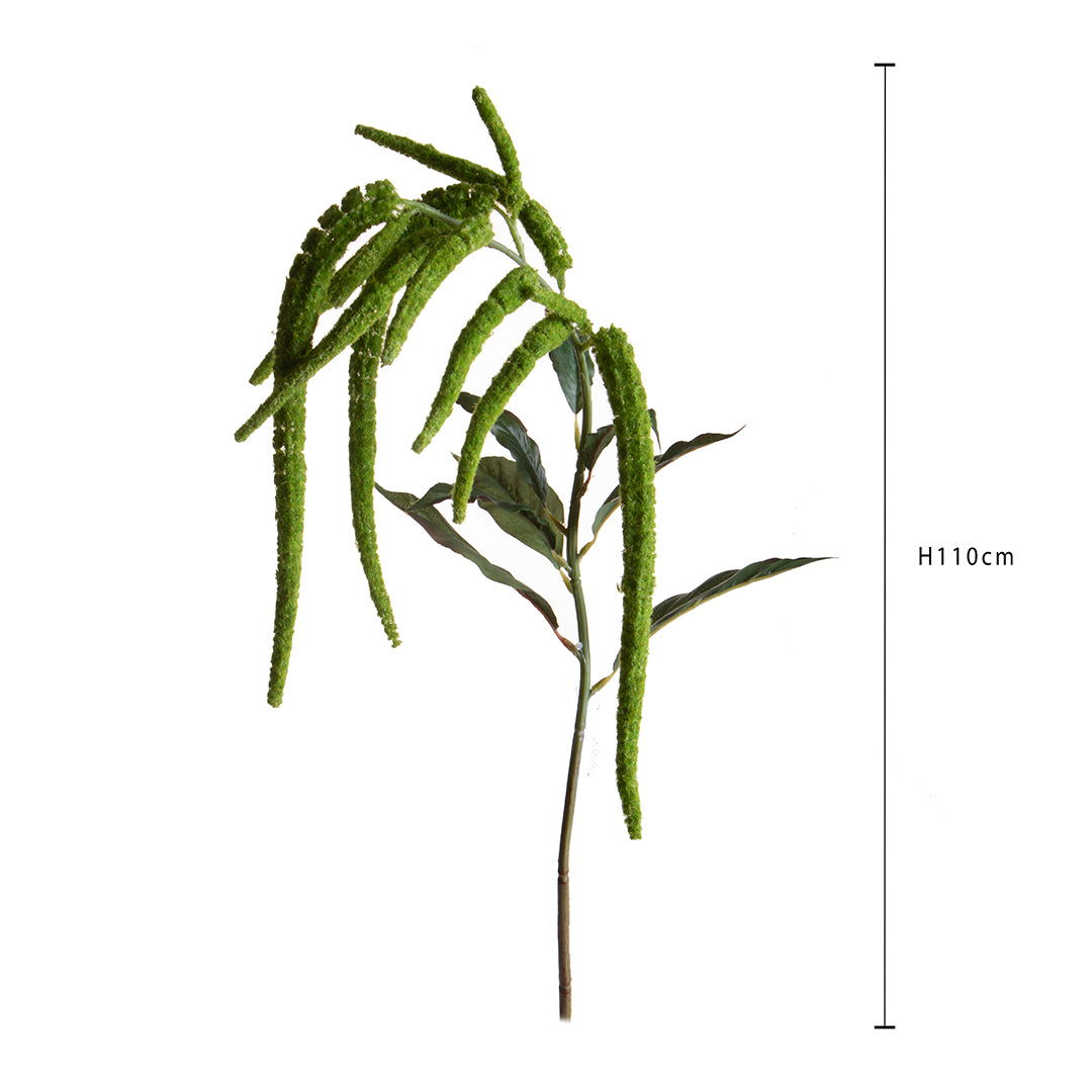 Amaranthus Caudato • 110 cm