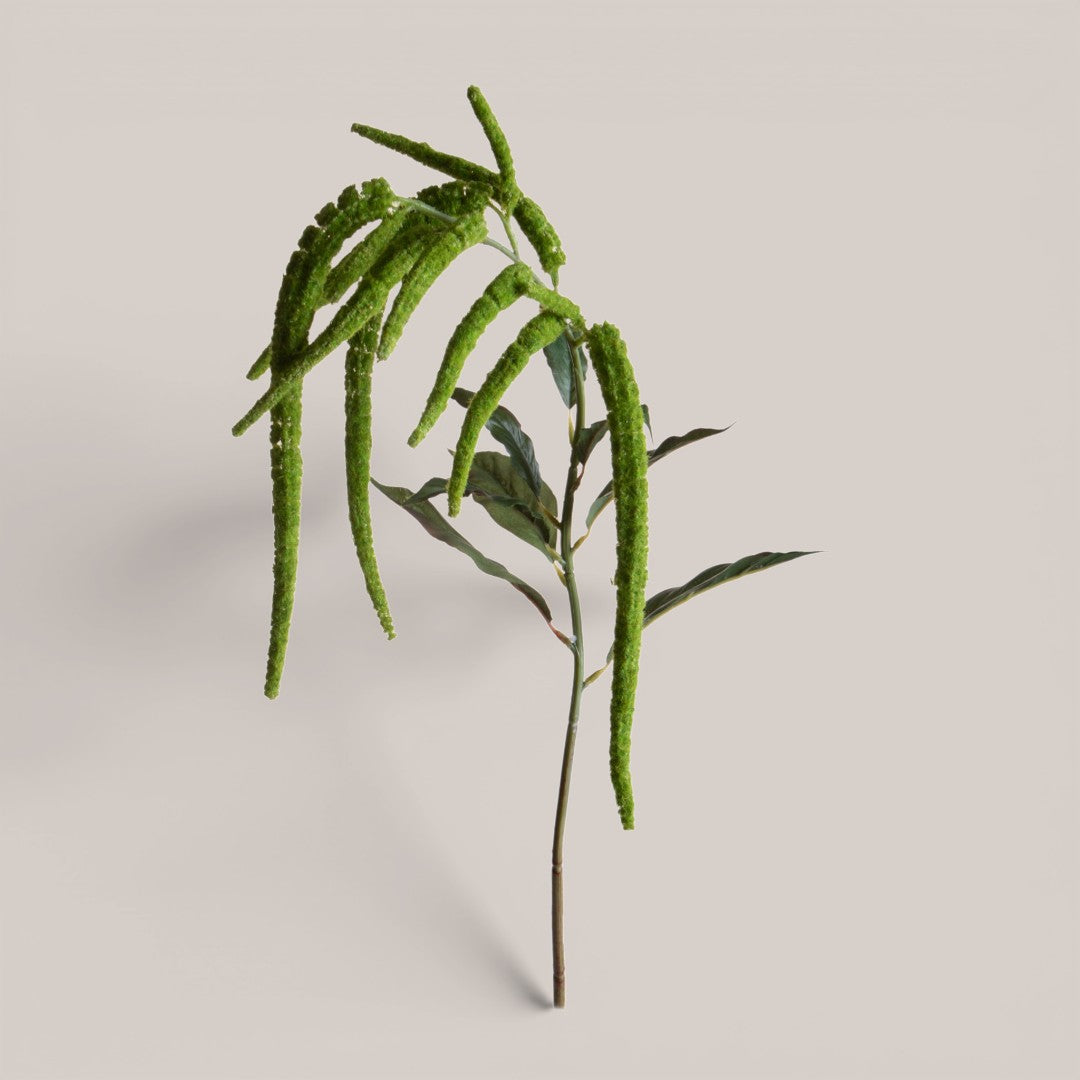 Amaranthus Caudato • 110 cm